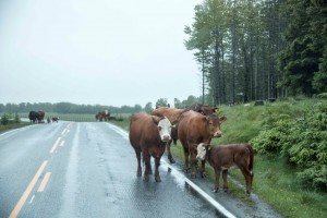 Troupeau de vaches