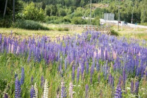 Lupins sauvages à gogo